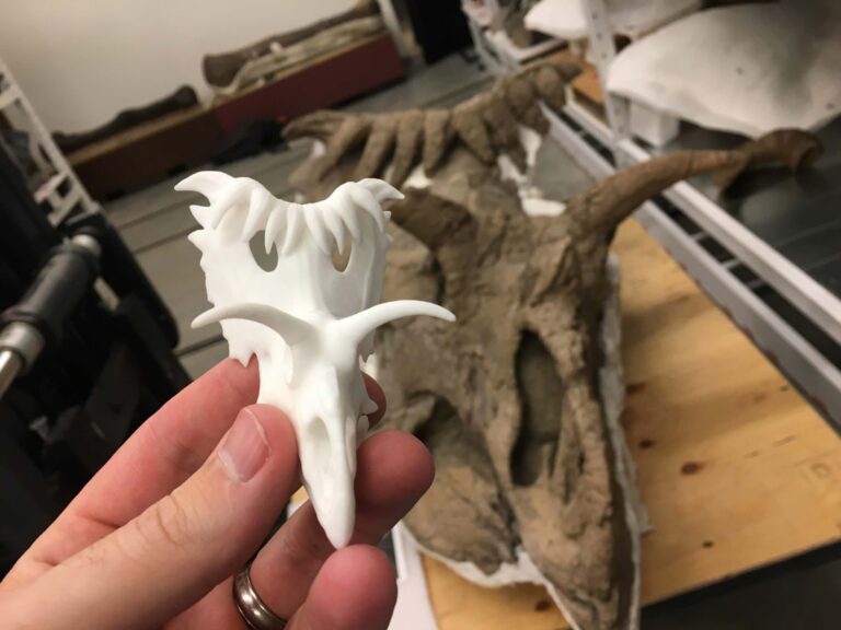 Shapeways Ceratopsian paleontologists skull review