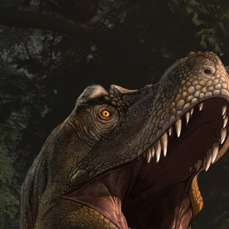 Trex Series Package Sneak Peak