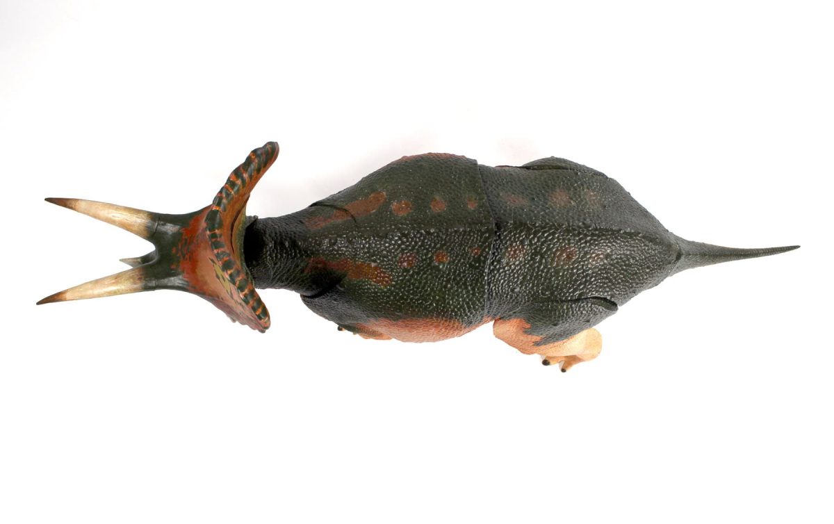 triceratops8