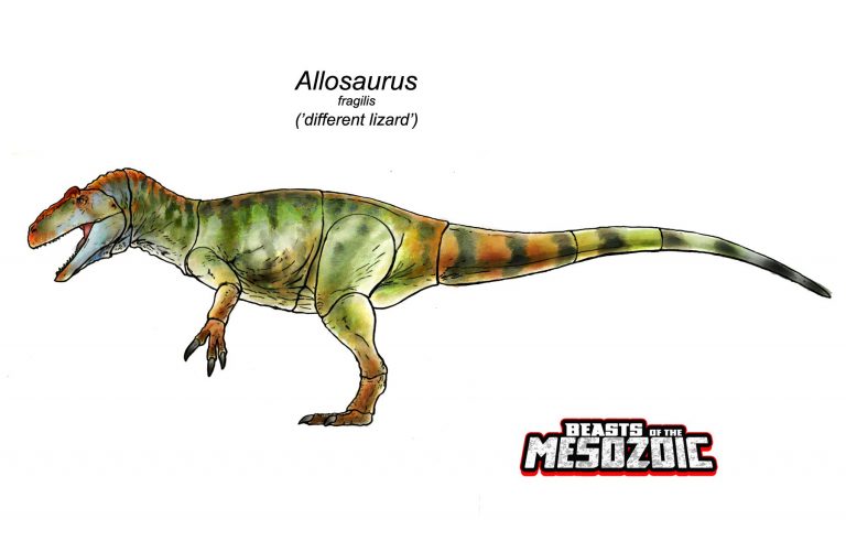 Color designs of Allosaurus fragilis!