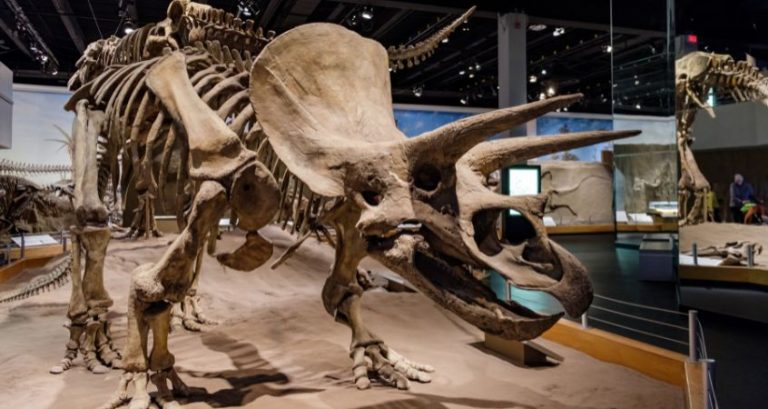 A Quick Guide to the Different Horned Dinosaurs