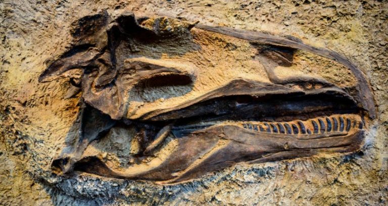 How Do Scientists Name Dinosaur Species?