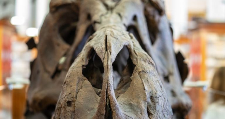 4 Different Tyrannosauridae You May Not Know About