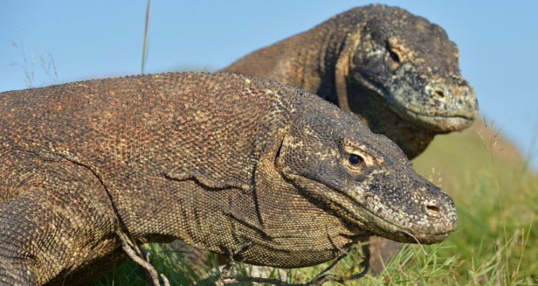 3 Real Animals That Look Like Mythological Beasts