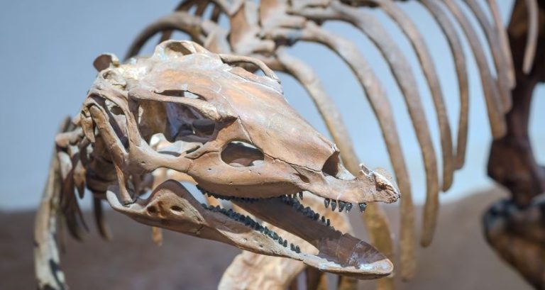 x8YvwmLFi5WEnEQ0oDNDJh2U8wRFjDZF1692816865 Mesozoic Mysteries: Why Were Some Dinosaurs So Big?
