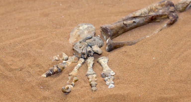 Where Are the Best Places To Find Dinosaur Fossils?