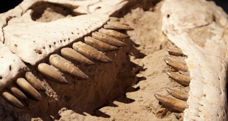 Why Did the Mesozoic Era Have Such Diverse Dinosaurs?