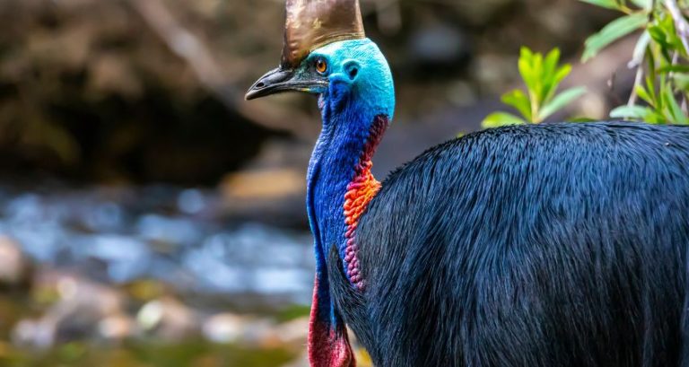 The Reason Dinosaurs Shrank and Became Birds