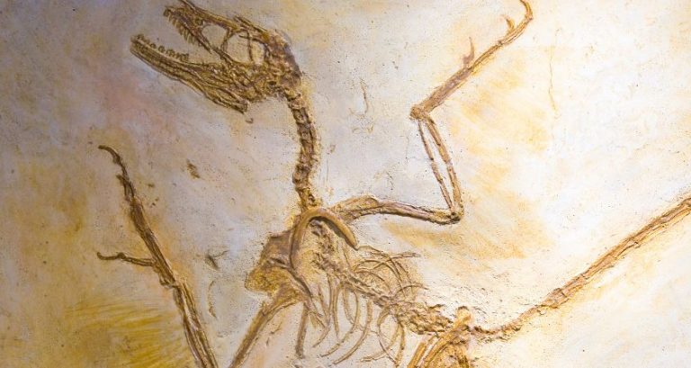How Did Dinosaurs Evolve and Begin To Fly?