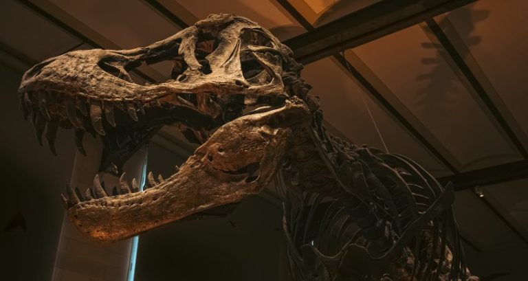 Unmasking the Hunting Strategies of the Tyrannosaurus Rex