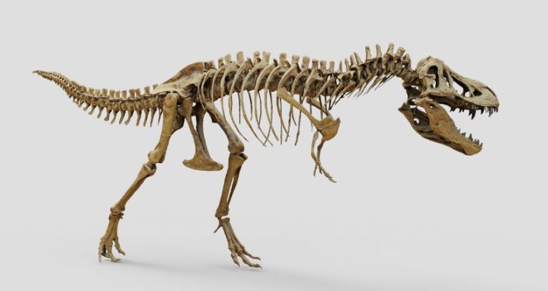 3 Reasons the T. rex Is the Undisputed King of Dinosaurs