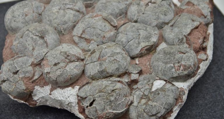 How Many Eggs Can a T. Rex Lay at One Time?