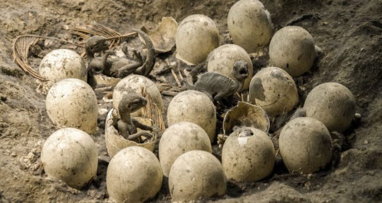 What Did Newly Hatched Velociraptor Babies Look Like?