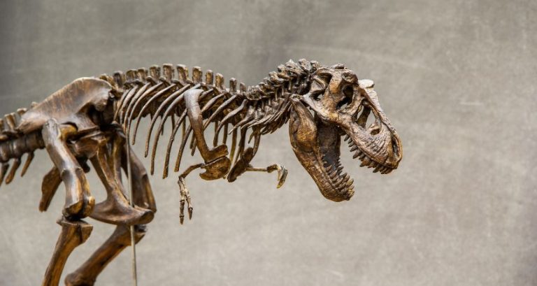 Could T. Rex Win a Fight With an Apatosaurus?