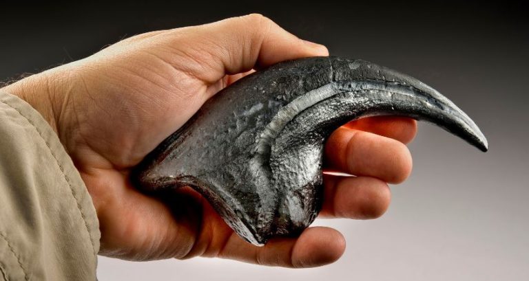 What Made the Velociraptors Such Prolific Hunters?