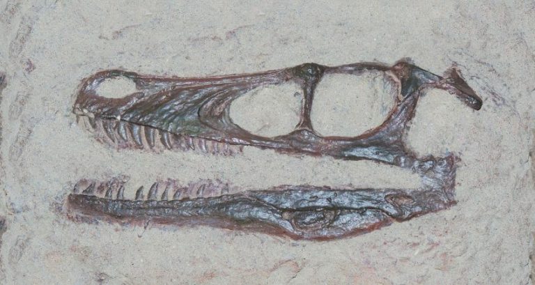 How Many Years Did the Average Velociraptor Live?