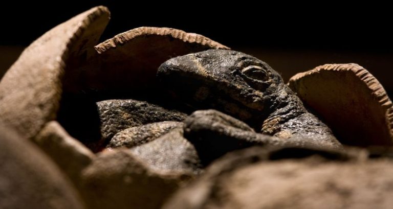 The Fascinating World of Dinosaur Eggs & Nesting Habits