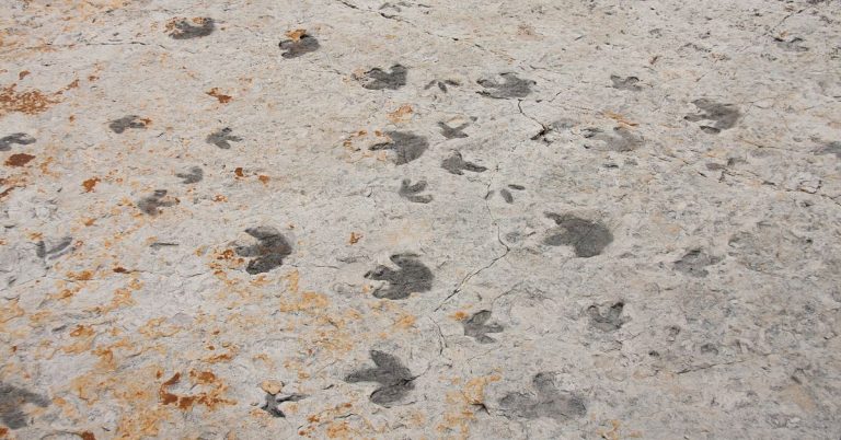 4 Things That Dinosaur Tracks Can Tell Us