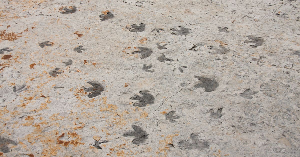 4 Things That Dinosaur Tracks Can Tell Us