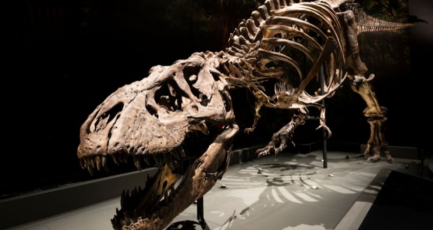 Paleo Diets: What Did Dinosaurs Really Eat?