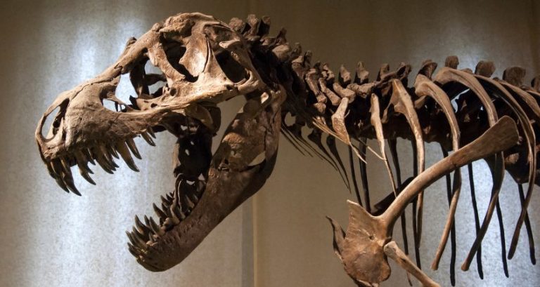 What Does Fossil Evidence Tell Us About Dinosaur Behavior?