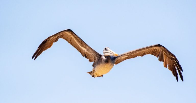 Who First Theorized That Birds Evolved From Dinosaurs? Who First Theorized That Birds Evolved From Dinosaurs?