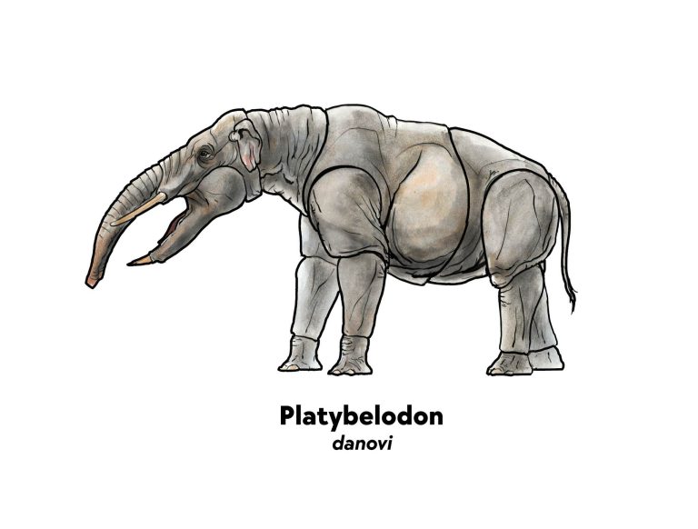 Eons Platybelodon danovi design