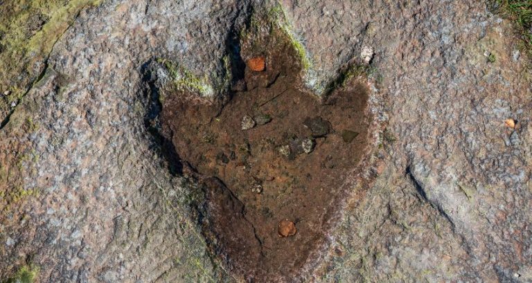 Dinosaur Footprints: What They Tell Us About These Creatures