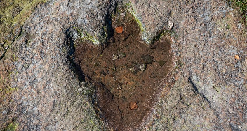 Dinosaur Footprints: What They Tell Us About These Creatures