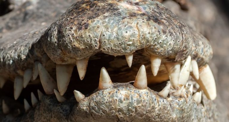 Are There Any Dinosaurs Still Living Today?