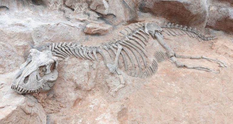 What US States Have the Most Fossil Finds?