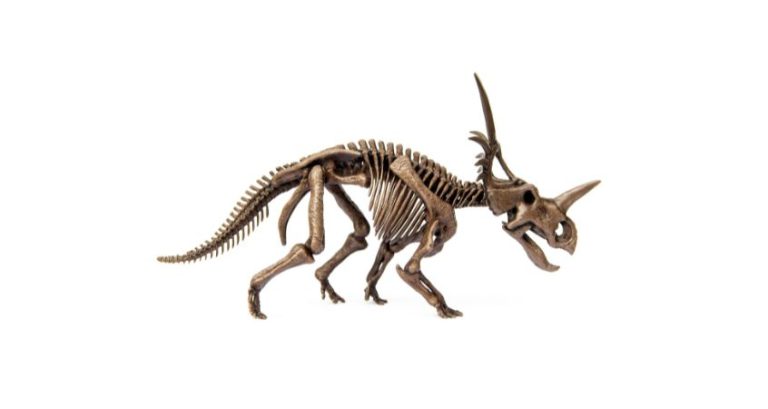 4 Ceratopsian Dinosaur Species Explained for Kids 4 Ceratopsian Dinosaur Species Explained for Kids