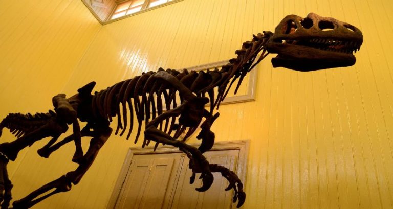 The Top Dinosaur Exhibits To Visit Around the World