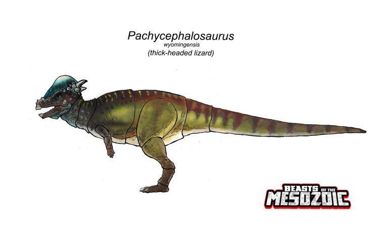 Pachycephalosaurus wyomingensis color design!