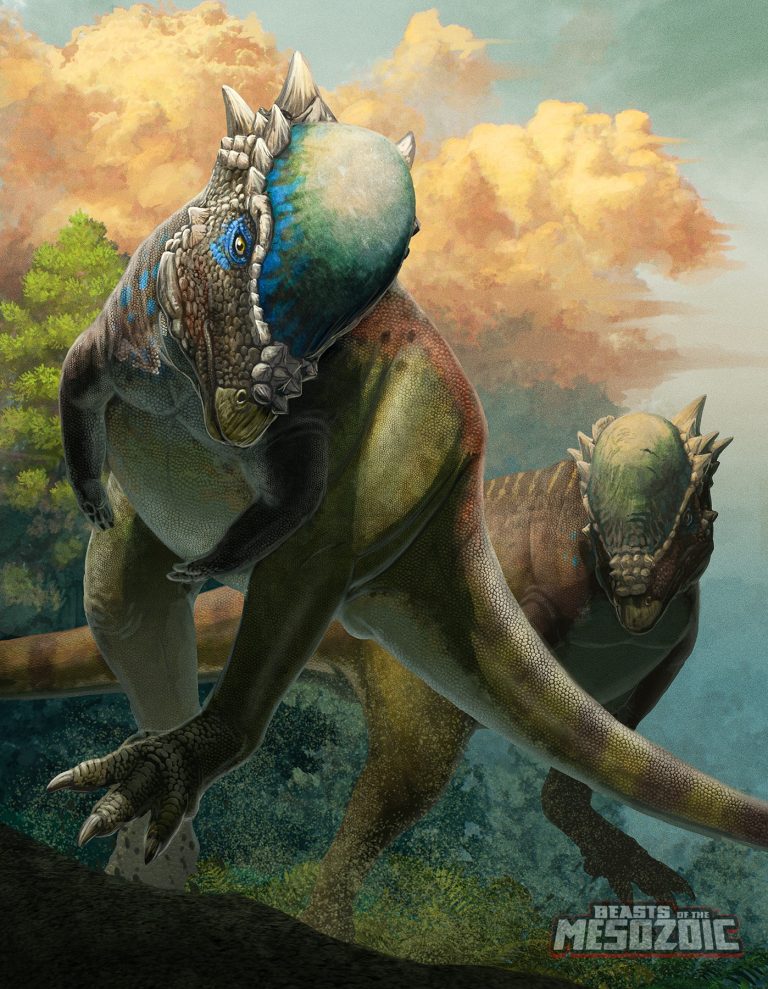 Pachycephalosaurus wyomingensis package art