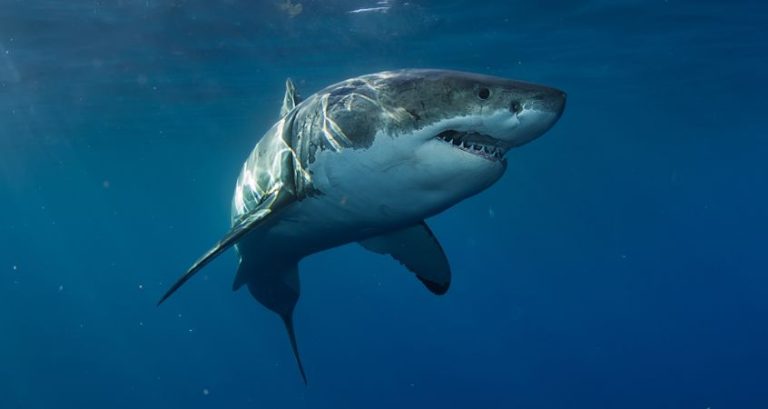 What Animals Today Lived Alongside Dinosaurs? What Animals Today Lived Alongside Dinosaurs?