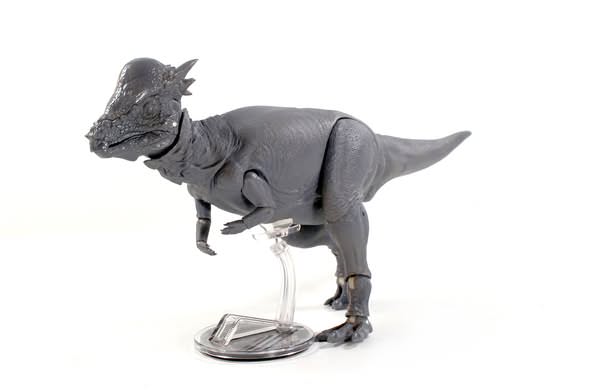 Pachycephalosaurus wyomingensis fine cut photos