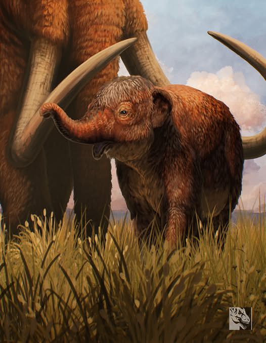 Wooly Mammoth calf package artwork reveal