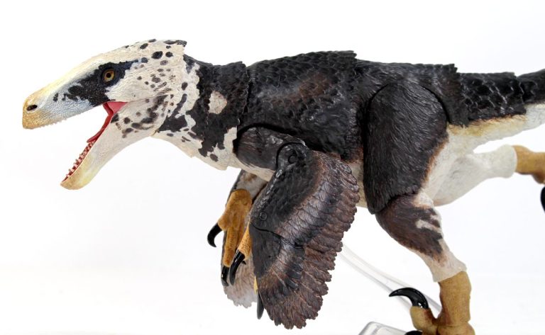 The Role of Feathers in Raptors: Warmth, Display, or Flight?