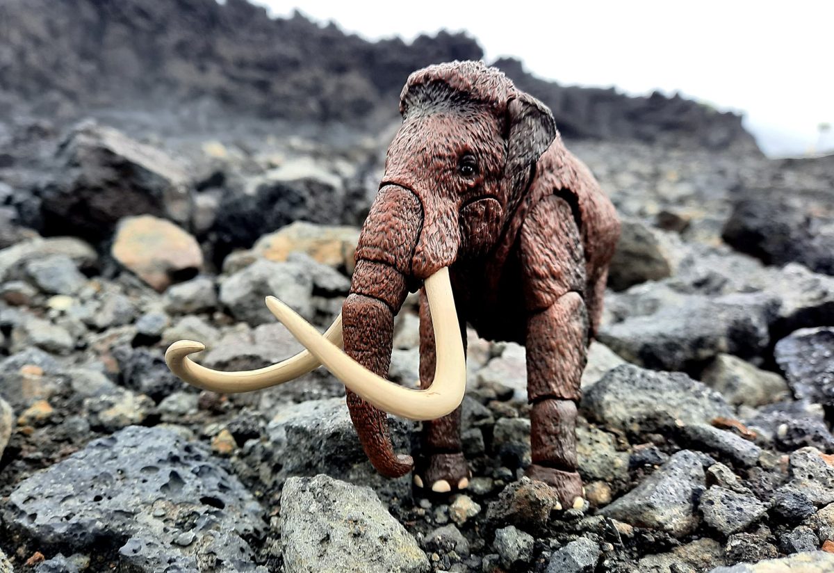 cyberzoic-shoot-iceland-2025-35
