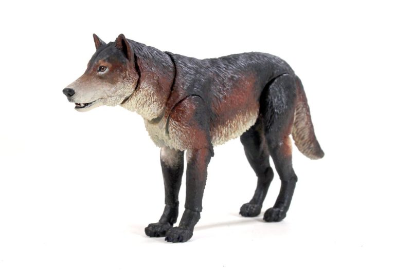 Closer look at the new Dire Wolf (Aenocyon dirus)