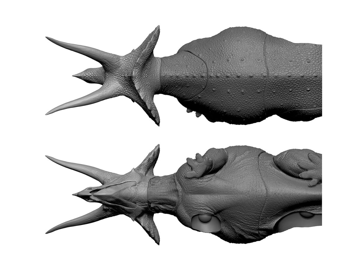 Triceratops horridus-20-8