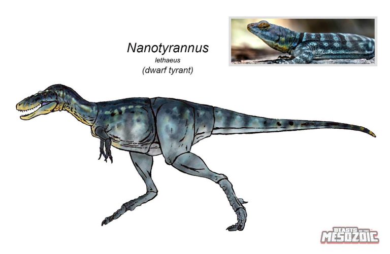 Nanotyrannus lethaeus color design!
